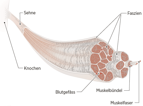Faszien, Muskel, Sehne